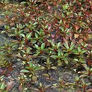 Ludwigia palustris (ludwigia błotna)