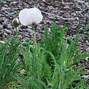Papaver orientale Perry's White