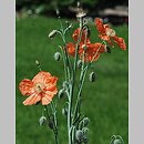 Papaver triniaefolium