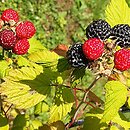 jeżyny (Rubus) uprawiane