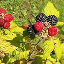 Rubus occidentalis (malina czarna)