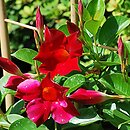 Mandevilla (dipladenia)
