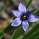 Sisyrinchium (miecznica)