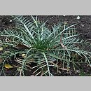 Eryngium venustum
