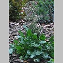 Eryngium variifolium (mikołajek różnobarwny)
