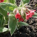 Pulmonaria rubra (miodunka czerwona)