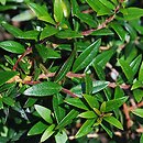 Myrtus communis (mirt zwyczajny)