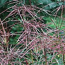 Miscanthus sinensis Ferner Osten
