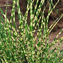 Miscanthus sinensis Gold Bar