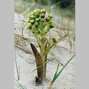 Petasites spurius (lepiężnik kutnerowaty)