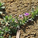 Lythrum junceum (krwawnica sitowata)