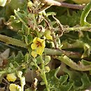 Verbascum sinuatum (dziewanna zatokowata)