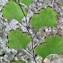 Adiantum capillus-veneris (niekropień delikatny)