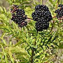 Sambucus ebulus (bez hebd)