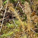 Lycopodiella inundata (widłaczek torfowy)