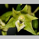 Epipactis greuteri (kruszczyk Greutera)