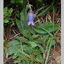 Campanula barbata (dzwonek brodaty)