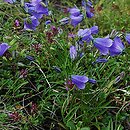 Campanula bohemica ssp. bohemica (dzwonek karkonoski)