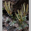 Cardamine resedifolia (rzeżucha rezedolistna)