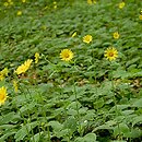 Doronicum pardalianches (omieg zachodni)