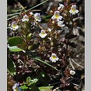 Euphrasia minima (świetlik maleńki)