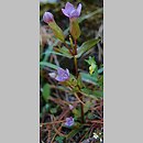 Gentianella campestris s.str. (goryczuszka polna)