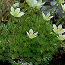 Saxifraga bryoides (skalnica mchowata)