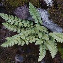 Woodsia alpina (rozrzutka alpejska)