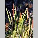 Typha shuttleworthii (pałka Shuttlewortha)