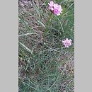 Plumbaginaceae (zawciągowate)
