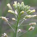 Camelina microcarpa (lnicznik drobnoowocowy)
