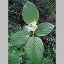 Cornaceae (dereniowate)