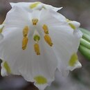 Leucojum (śnieżyca)