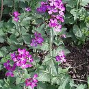 Lunaria annua (miesiącznica roczna)