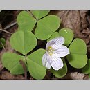 Oxalis acetosella (szczawik zajęczy)