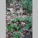 Sanicula europaea (żankiel zwyczajny)