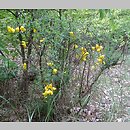 Sarothamnus scoparius (żarnowiec miotlasty)