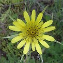 Tragopogon dubius (kozibród wielki)