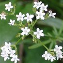 Valeriana (kozłek)