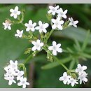 Valeriana dioica (kozłek dwupienny)