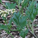 Crambe (modrak)