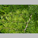 Larix gmelinii (modrzew dahurski)