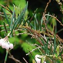 Andromeda glaucophylla (modrzewnica siwolistna)