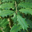 Ilex opaca (ostrokrzew amerykański)
