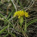 Scorzonera austriaca