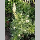 Reseda alba (rezeda biała)