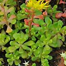 Sedum oreganum (rozchodnik oregoński)
