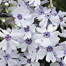 Phlox subulata Bavaria