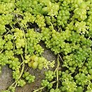 Sedum album Chloroticum