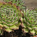 Sempervivum ruthenicum (rojnik ruski)